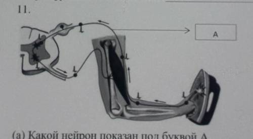 (а) Какой нейрон показан под буквой А (b) Объясните, почему через несколько секунд происходит одерги