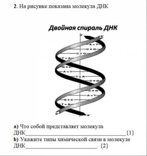 А) Что собой представляет молекула ДНК? b) Укажите типы химической связи в молекуле ДНК?