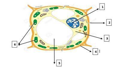 1.Определите органоиды растительной клетки под номерами 1,2,3,4,5,6. 2. Определи и объясни свойства