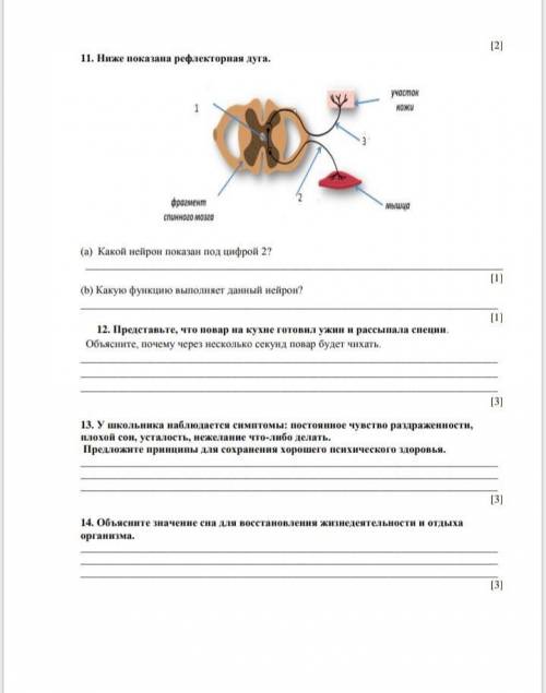 Соч по биологии туплю пипец