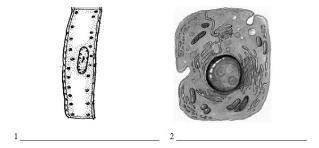 1. Определите 2 основных компонента клеток. Назовите и обозначьте их на рисунке