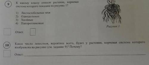 какое число лепестков вероятнее всего будет растения корневая система которого изображён на рисунке