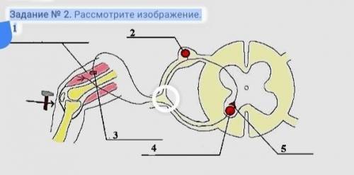 Задание N 2. Рассмотрите изображение. 1 31Рефлекторная дугаA) Назовите нейрон, расположенный под циф