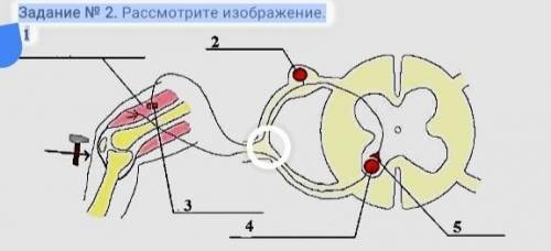 Задание N 2. Рассмотрите изображение. 1 31Рефлекторная дугаA) Назовите нейрон, расположенный под циф