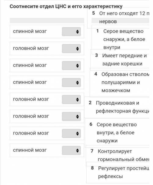 Соотнесите отдел ЦНС и его характеристику​