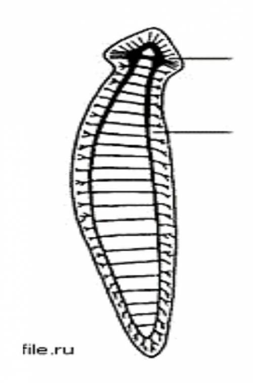 Рассмотрите рисунок. Определите тип нервной системы данного организма.​