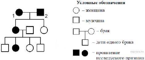 По изображённой на рисунке родословной определите вероятность рождения у родителей 1 и 2 ребёнка с п