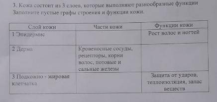 3. кожа состоит из 3 слоев которые выполняют разнообразные функции заполните пустые графы