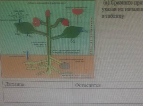 (а) Сравните процессы дыхания и фотосинтеза у растений, указав них начальные и конечные продукты. Ре