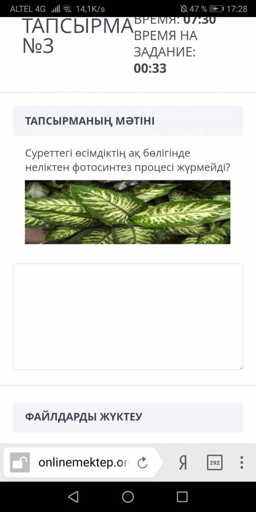 Суреттегі өсімдіктің ақ бөлігінде неліктен фотосинтез процесі жүрмейді.