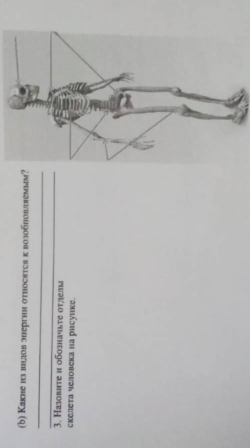 (b) Какие из видов энергии относятся к возобновляемым? 3. Назовите и обозначьте отделыскелета челове