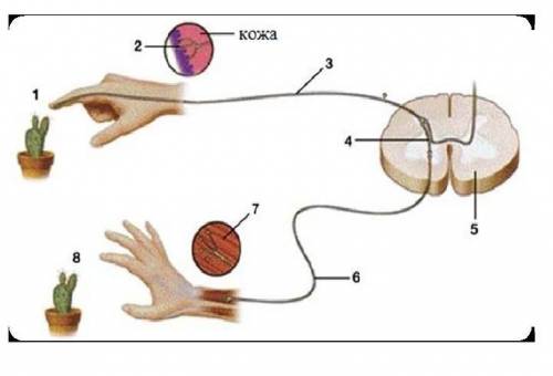 Задание 5. Рассмотрите изображение. Рефлекторная дуга (b) Опишите, что происходит на участке под циф