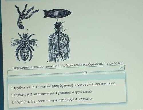 Апределите какие типы неверной системы изображены на картинке ​