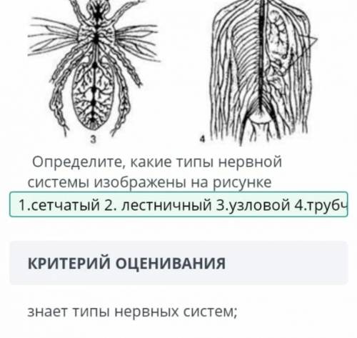 Апределите какие типы неверной системы изображены на картинке ​