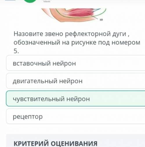 Апределите какие типы неверной системы изображены на картинке ​