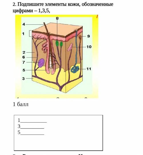 Подпишите элементы кожи, обозначенные цифрами​