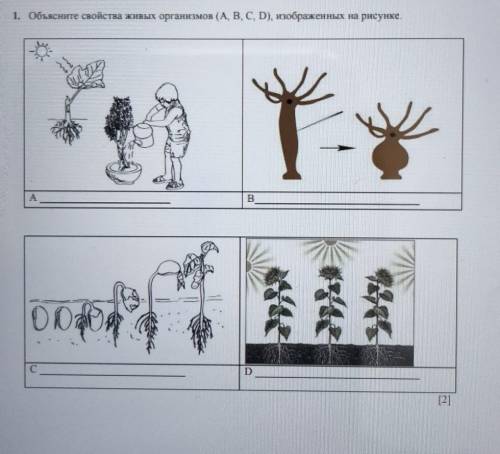 1. Объясните свойства живых организмов (А, В, С, D), изображенных на рисунке. ABСD​
