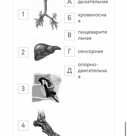 Где расположены слуховые косточки? Среднее ухо Наружное ухо Внутреннее ухо Верно все Вопрос №2 ? Гд