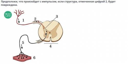 Предположи, что произойдёт с импульсом, если структура, отмеченная цифрой 2, будет повреждена