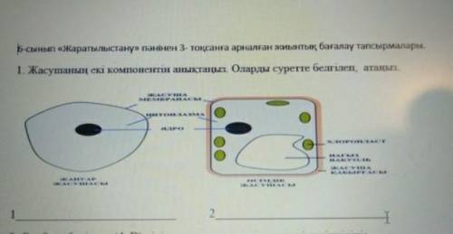 Өсімдік жасушаның екі компоненттің аңықтаңыз​