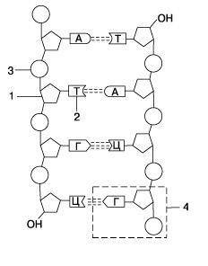 С рисунка укажите компоненты молекулы ДНК: 1- 2- 3- 4-