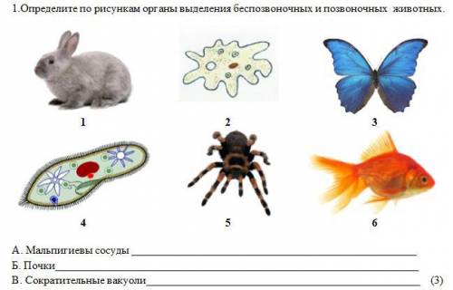 Определите по рисункам органы выделения беспозвоночных и позвоночных животных.