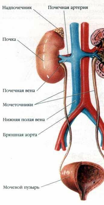 Нарисуйте мочевыделительную систему​