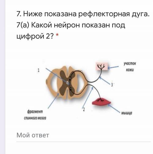 Ниже показана рефлекторная дуга. 7(а) Какой нейрон показан под цифрой 2?