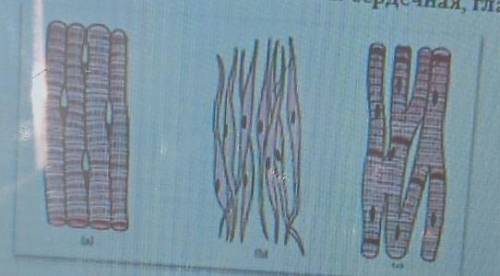 А) выберите ткань которая встречается в Бицепсе руки В)Назовите мышечную ткань, кроме сердечной,кото