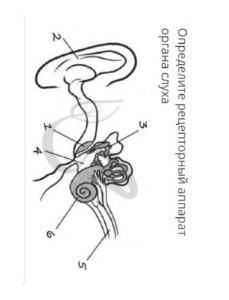 Определите рецепторный аппарат органа слуха​