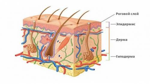 2. На рисунке показано строение кожи человека. (а)Укажите, за счет какого слоя кожи происходит рост