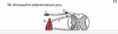 исследуйте рефлекторную дугу.какой отдел рефлекторной дуги показан под цифрой ​