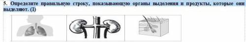 Определите правильную строку, показывающую органы выделения и продукты, которые они выделяют. (1)