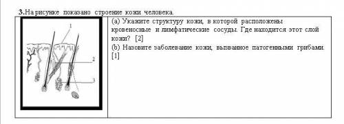 На рисунке показано строение кожи человека. (a) Укажите структуру кожи, в которой расположены кровен