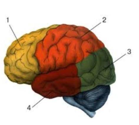 Задание5: 1.Подписать по рисунку основные доли коры больших полушарий головного мозга 2. Перечислить