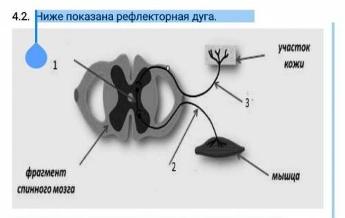 Ниже показана рефлекторная дуга. А) Подпишите все структуры рефлекторной дуги.(3)В) Какую функцию вы