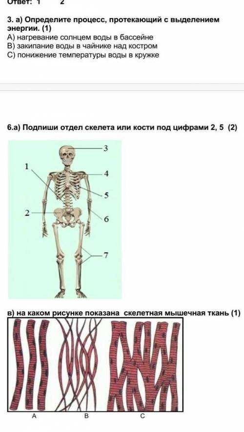 6.а) Подпиши отдел скелета или кости под цифрами 2, 5 уиаляю ну ​