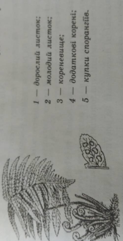 Знайдіть і позначте на малюнку частини будови папороті. !​