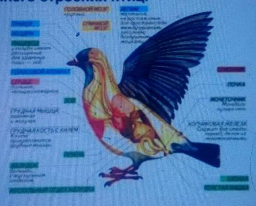 7. Дан рисунок внутреннего строения птиц.Перечислите органы выделения птиц.​