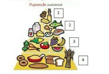 1.     На рисунке показана пирамида полноценного питания организма. В третьем ряду назовите продукты