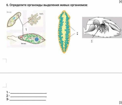 6.Определите органоиды выделения живых организмов: 1 - 2 - 3- ​