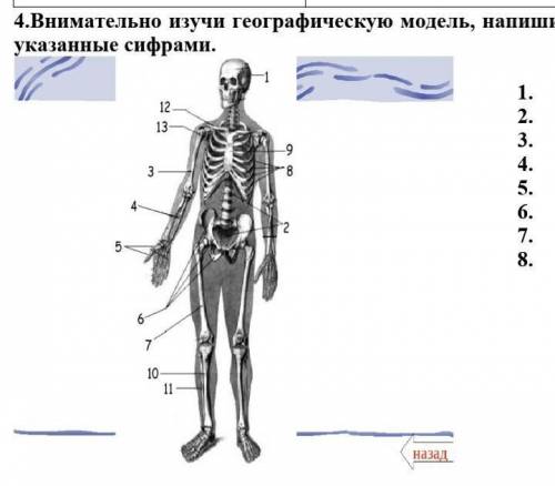 Внимательно изучи географическую модель, напиши основные отделы скелета человека, указанные сифрами.