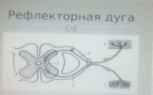 10. Рассмотрите рисунок. Рефлекторная дугар.(а)Укажите элемент рефлекторной дуги под цифрой 4[1](b)