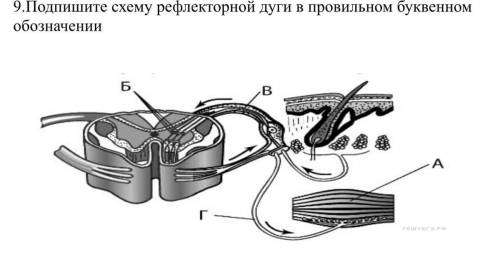 Подпишите схему рефлекторной дуги в провильном буквенном обозначении