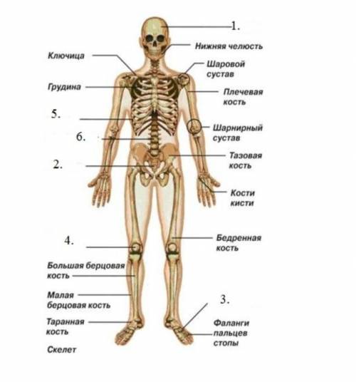 5. Назовите (отмеченные цифрами) отделы скелета человека на рисунке ​