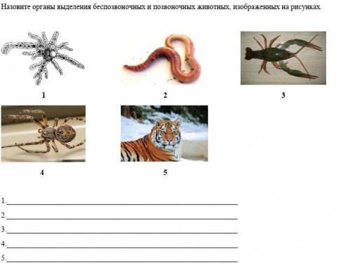 Назовите органы выделения беспозвоночных и позвоночных животных, изображенных на рисунках. ПОМАГИТЕ