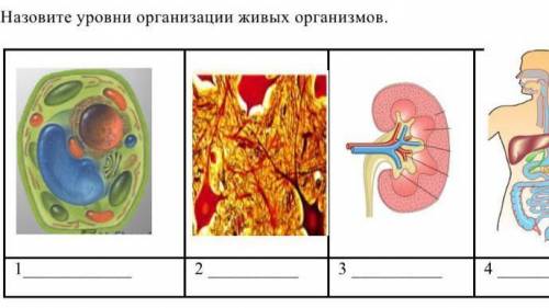 Назовите уровень организации живых организмов​