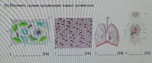 (b) Назовите уровни организации живых организмов ​