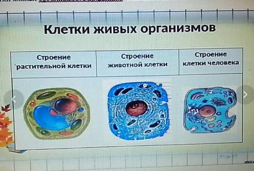 Даны клетки живых организмов.Определите основные компоненты клетокКлетки живых организмовСтроениерас