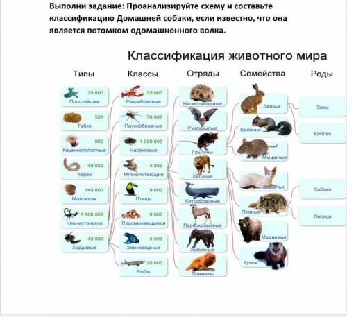 Проанализируйте схему и составьте классификацию домашней собаки, если известно, что она является пот